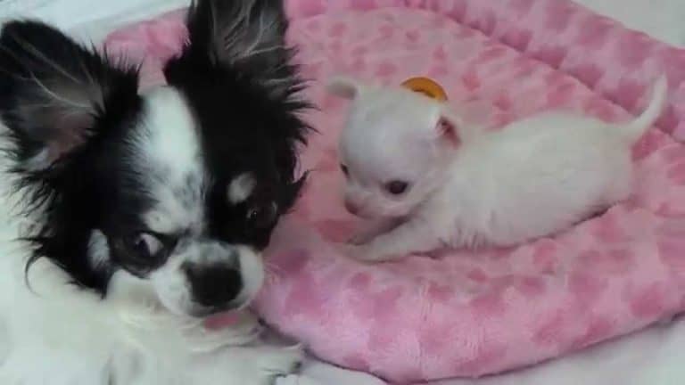 Momma chihuahua with tiny baby on pink dog bed