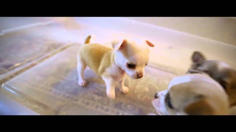 chihuahua puppy looking at 2 other puppies
