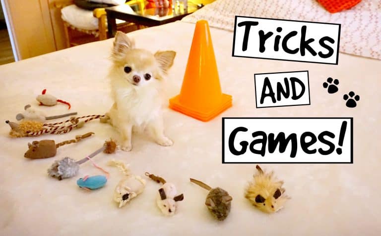 chihuahua on bed with toys