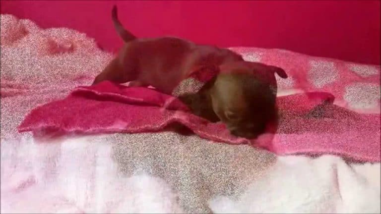 tiny chihuahua Puppy