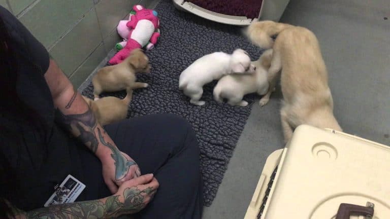 momma chihuahua with puppies