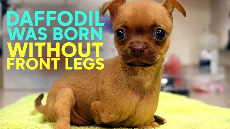 tiny chihuahua puppy without front legs
