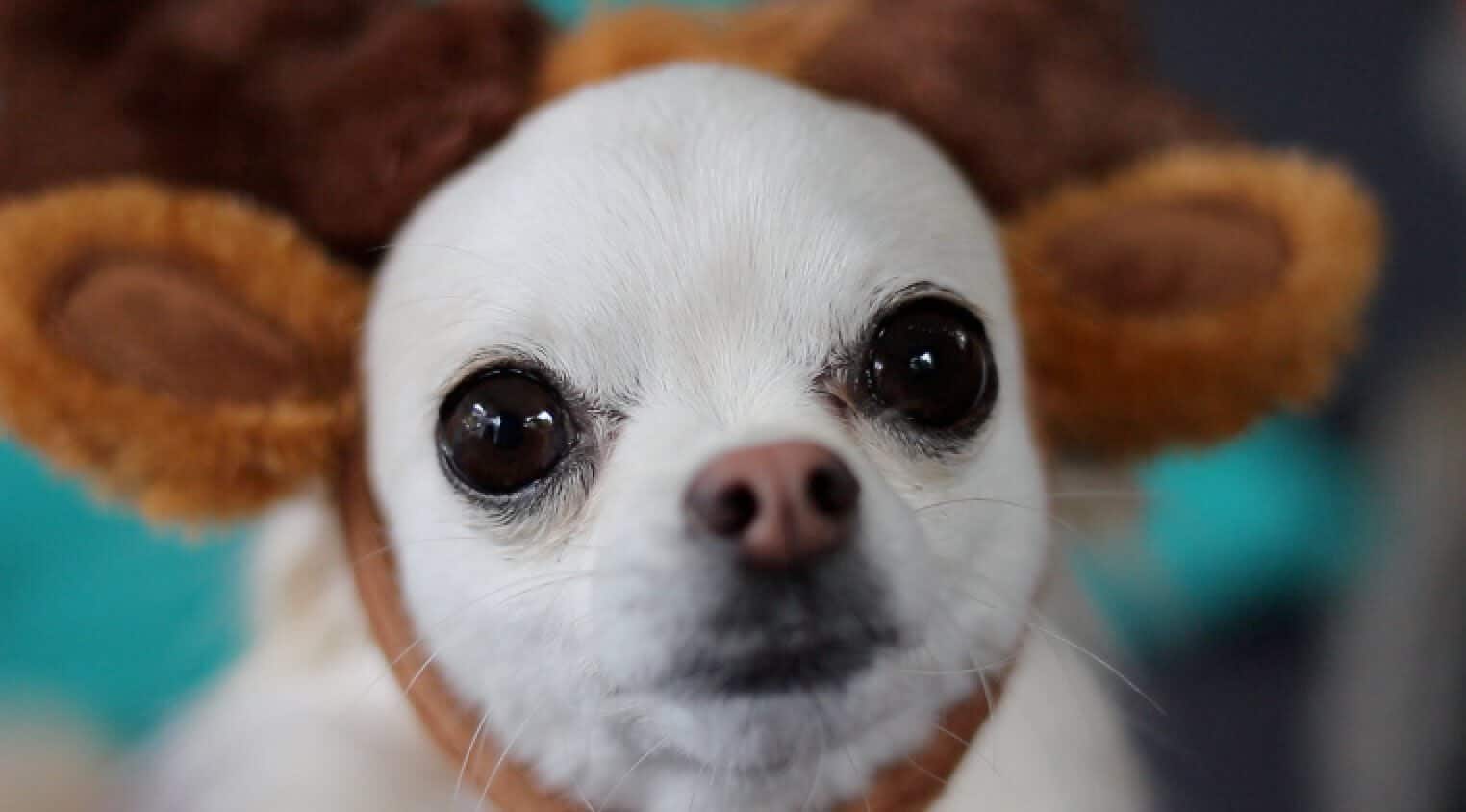 white chihuahua face wearing reindeer antlers