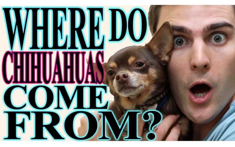 surprised man holding chihuahua