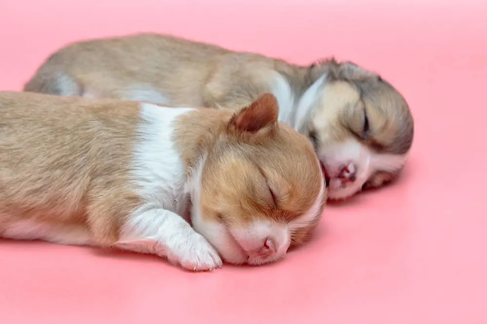 2 sleeping chihuahua puppies