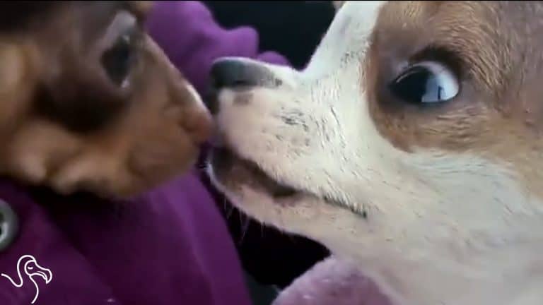 2 chihuahuas touching noses
