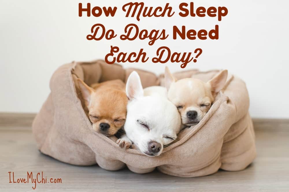 How Much Sleep Do Dogs Need Each Day