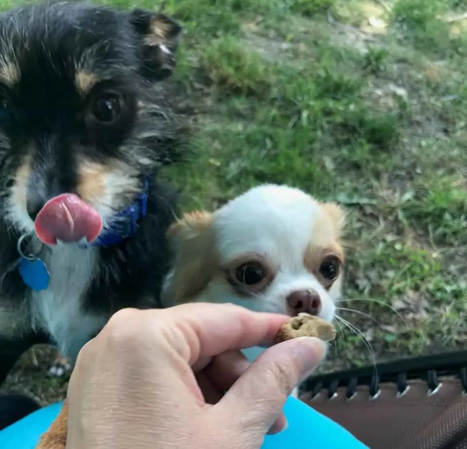 Lucas and Lucy getting treat