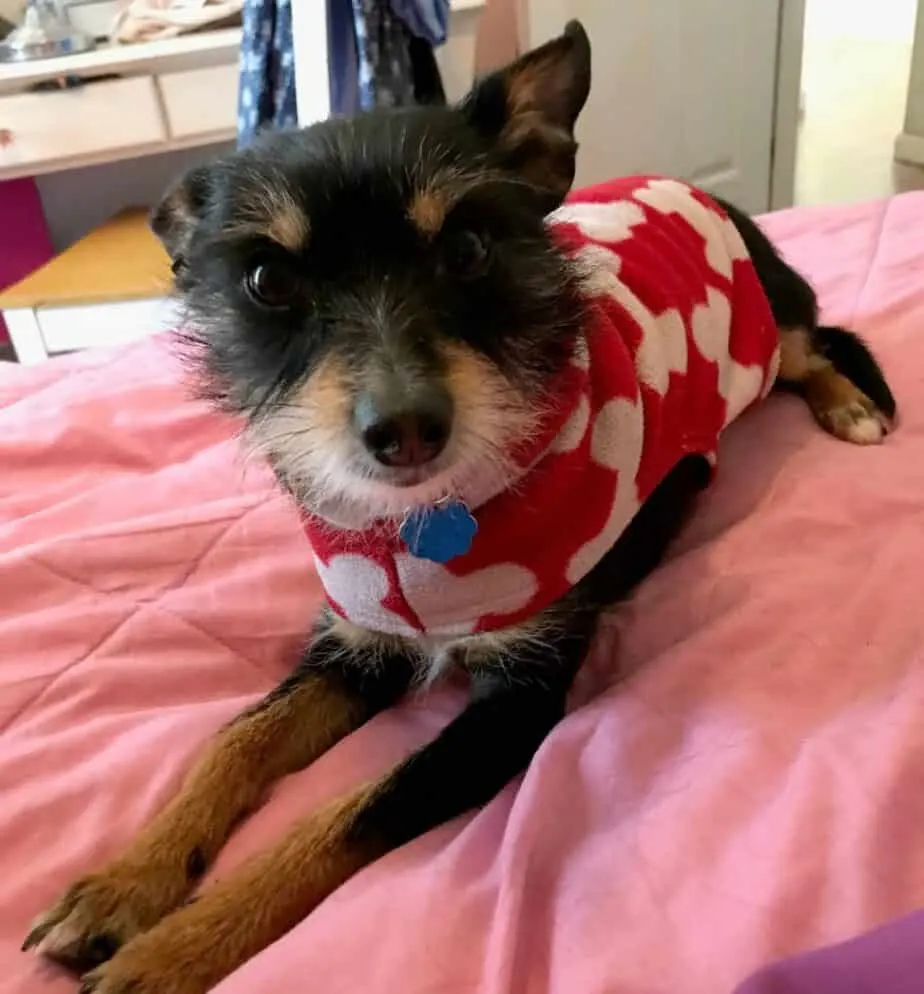 Chihuahua on a bed wearing a red sweater with white bones.