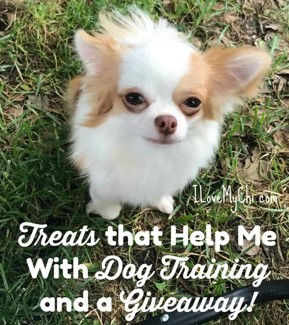 Pretty long hair chihuahua looking up sitting in grass