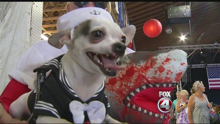 chihuahua wearing a sailor outfit