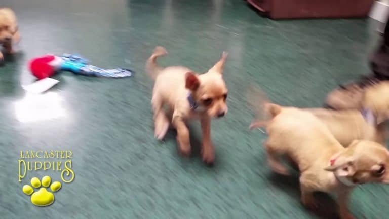 fawn chihuahua puppies playing