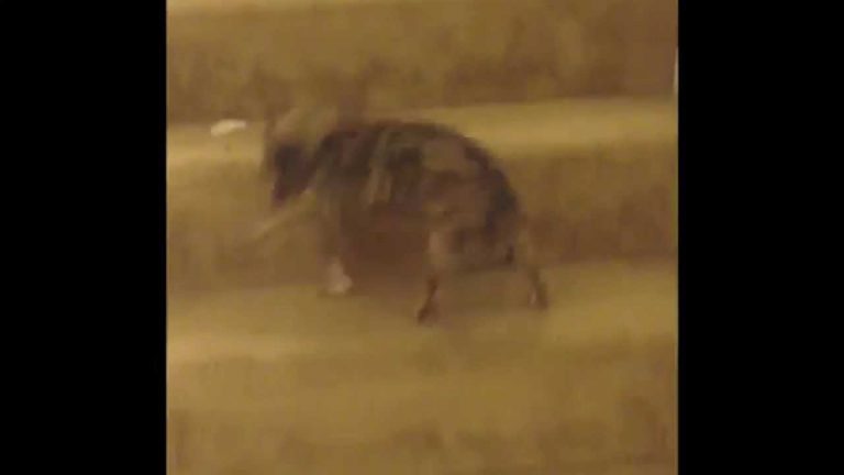 chihuahua going downstairs sideways