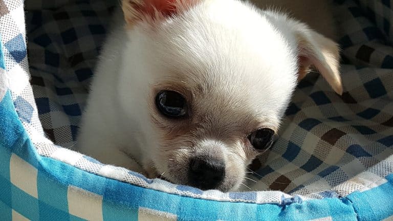 white chihuahua puppy on blue checked dog ebd