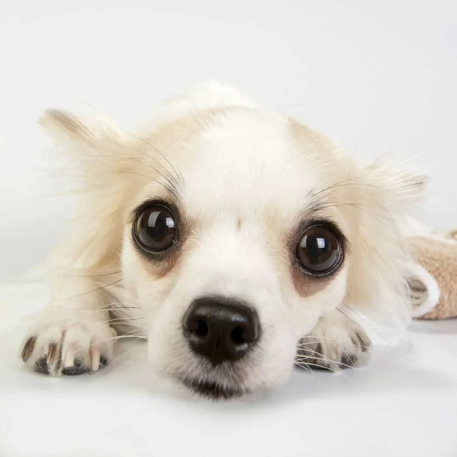 Puppy Health Problem You Should Be Aware Of