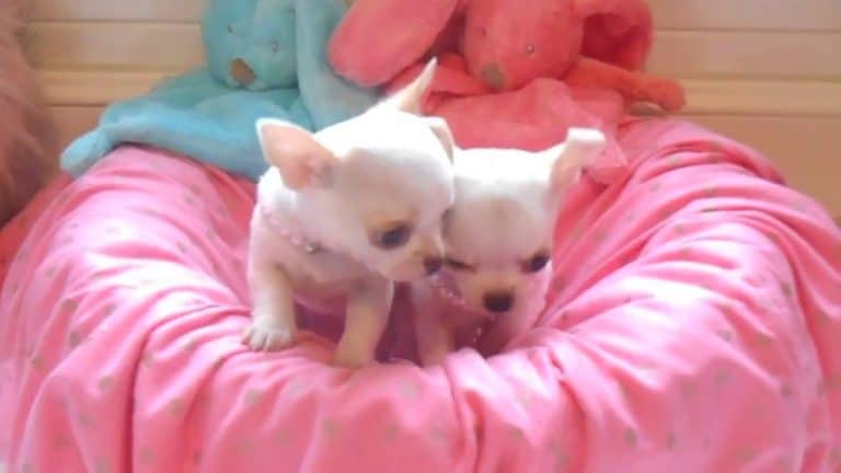 2 white chihuahua puppies wearing pearl collars on pink bed