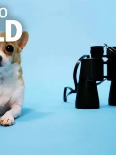 sitting Chihuahua and binoculars