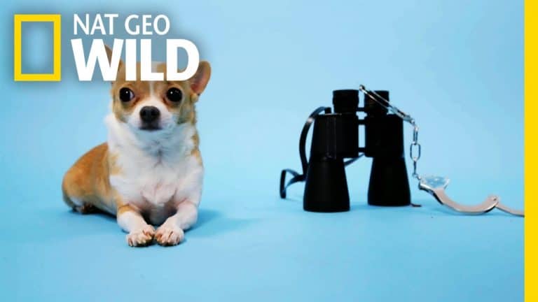 sitting Chihuahua and binoculars