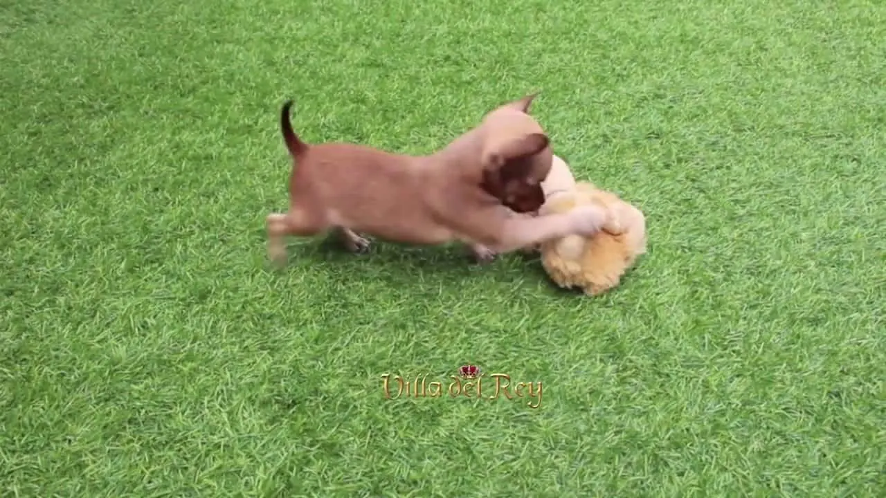 chihuahua puppy playing in grass