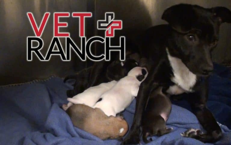 momma chihuahua with puppies