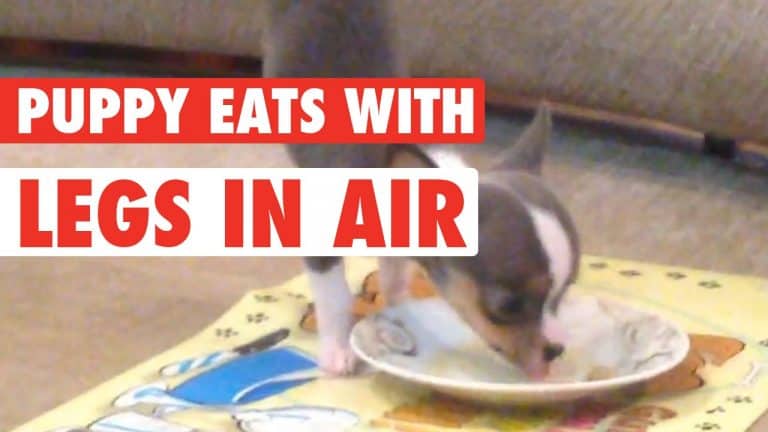 chihuahua puppy with back legs going up eating from dog food bowl