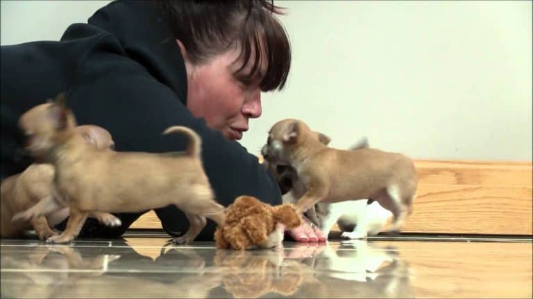 woman laying on floor with chihuahua puppies