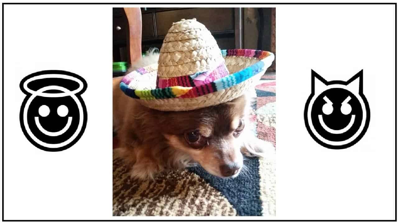 Chihuahua wearing Mexican hat