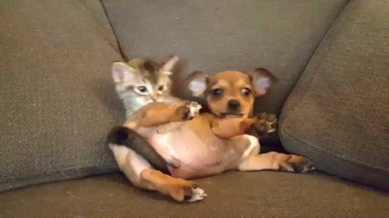Puppy and Kitten playing