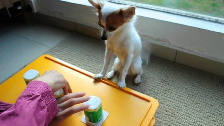 chihuahua watching person play game