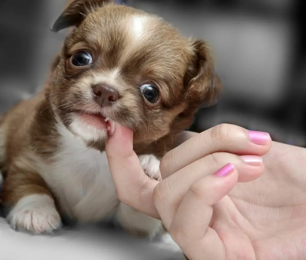 teething chihuahua puppy