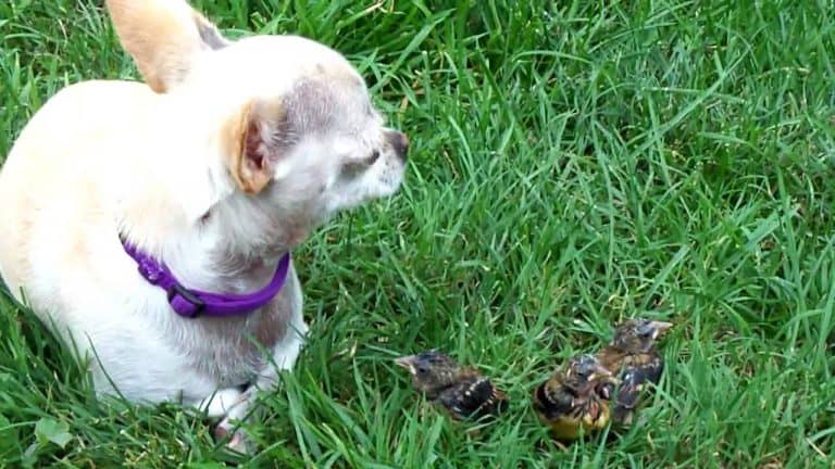 white chihuahua in grass with 2 birds