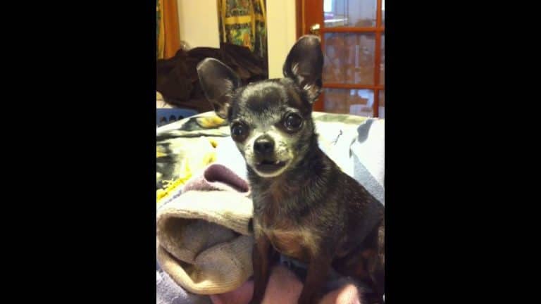 older chihuahua sitting on bed