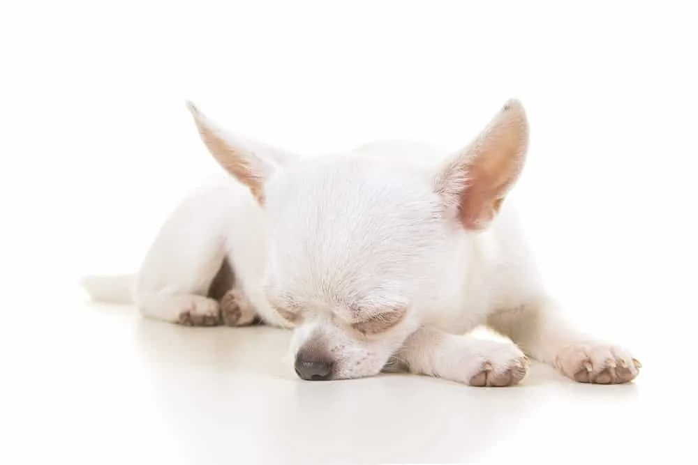  sleeping chihuahua