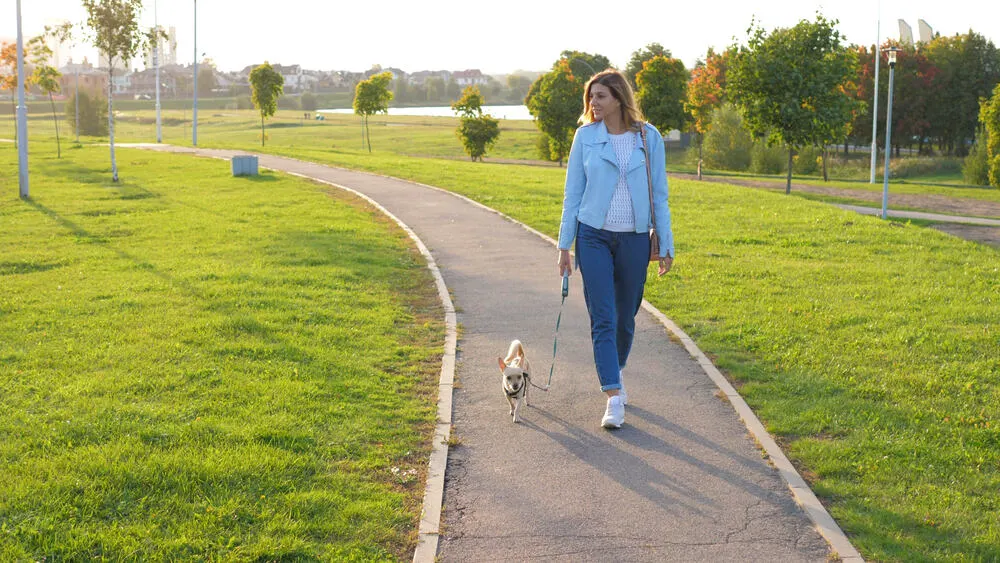 woman walking chihuahua