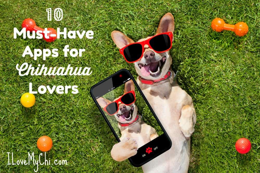 10 Must-Have Apps for Chihuahua Lovers