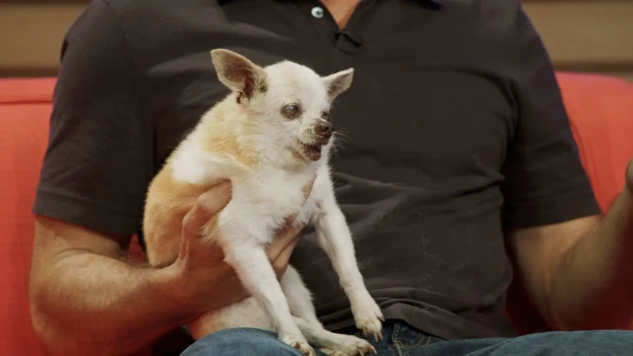 very old chihuahua being held by man