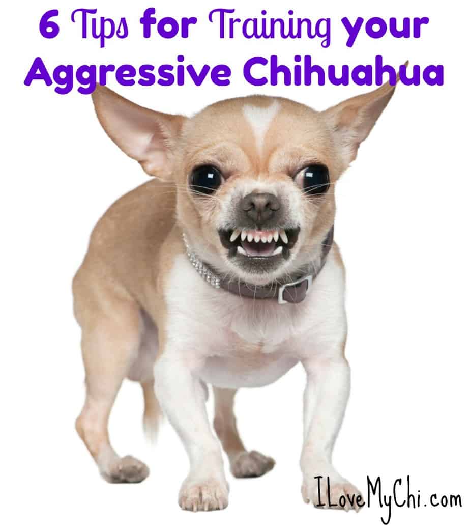 6 Tips for Training your Aggressive Chihuahua - I Love My Chi