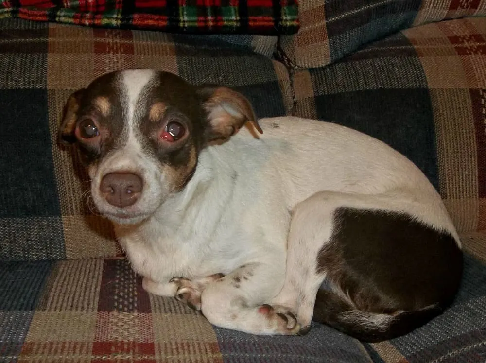 chihuahua laying on couch