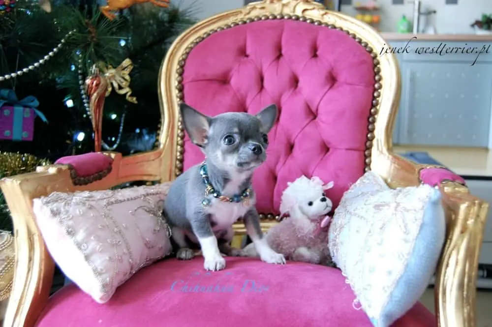 chihuahua sitting on a pink chair