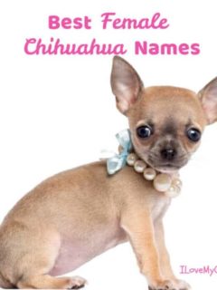 cute girl chihuahua puppy