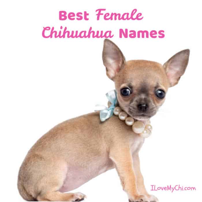Best Female Chihuahua Names I Love My Chi