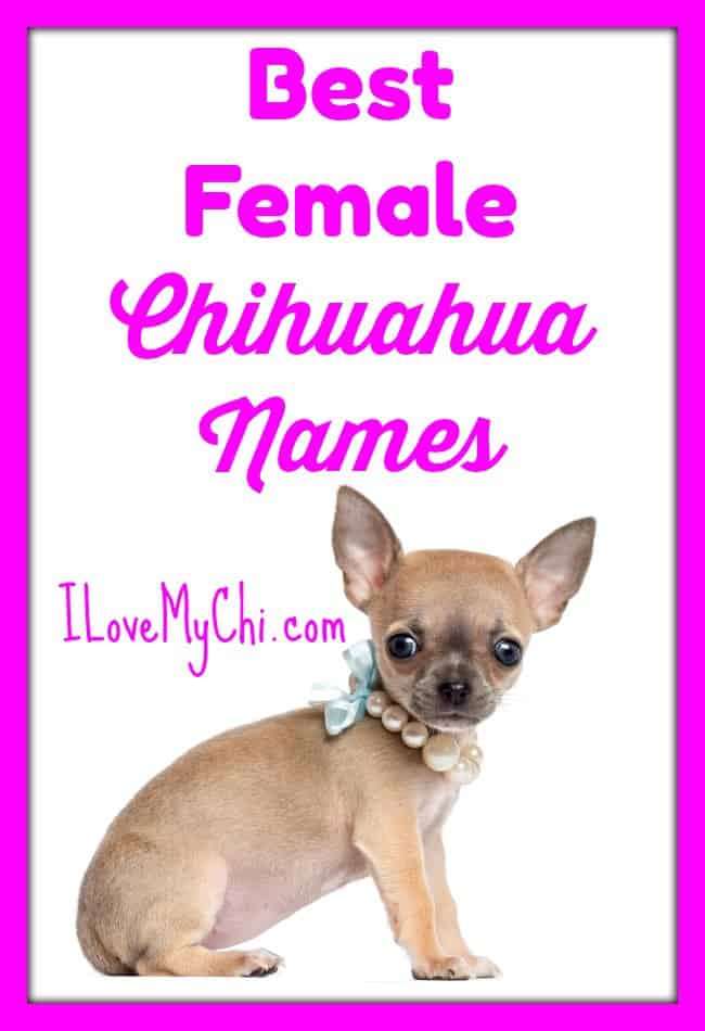 If you are looking for ideas for girl chihuahua names, this ever growing list should give you plenty of ideas.
#chihuahua names #female chihuahua names #girl chihuahua names