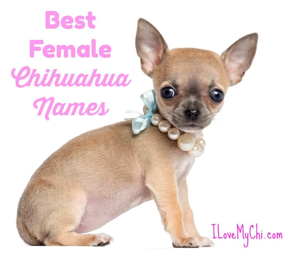 Girl chihuahua with necklace
