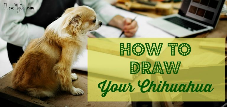 person drawing a  Chihuahua