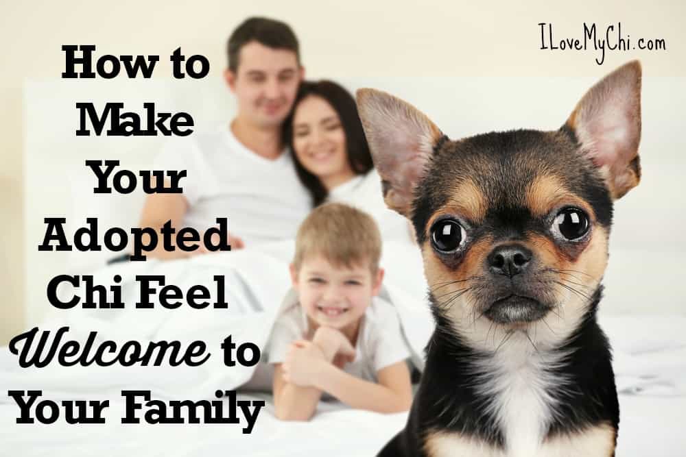 How to Make Your Adopted Chi Feel Welcome to Your Family