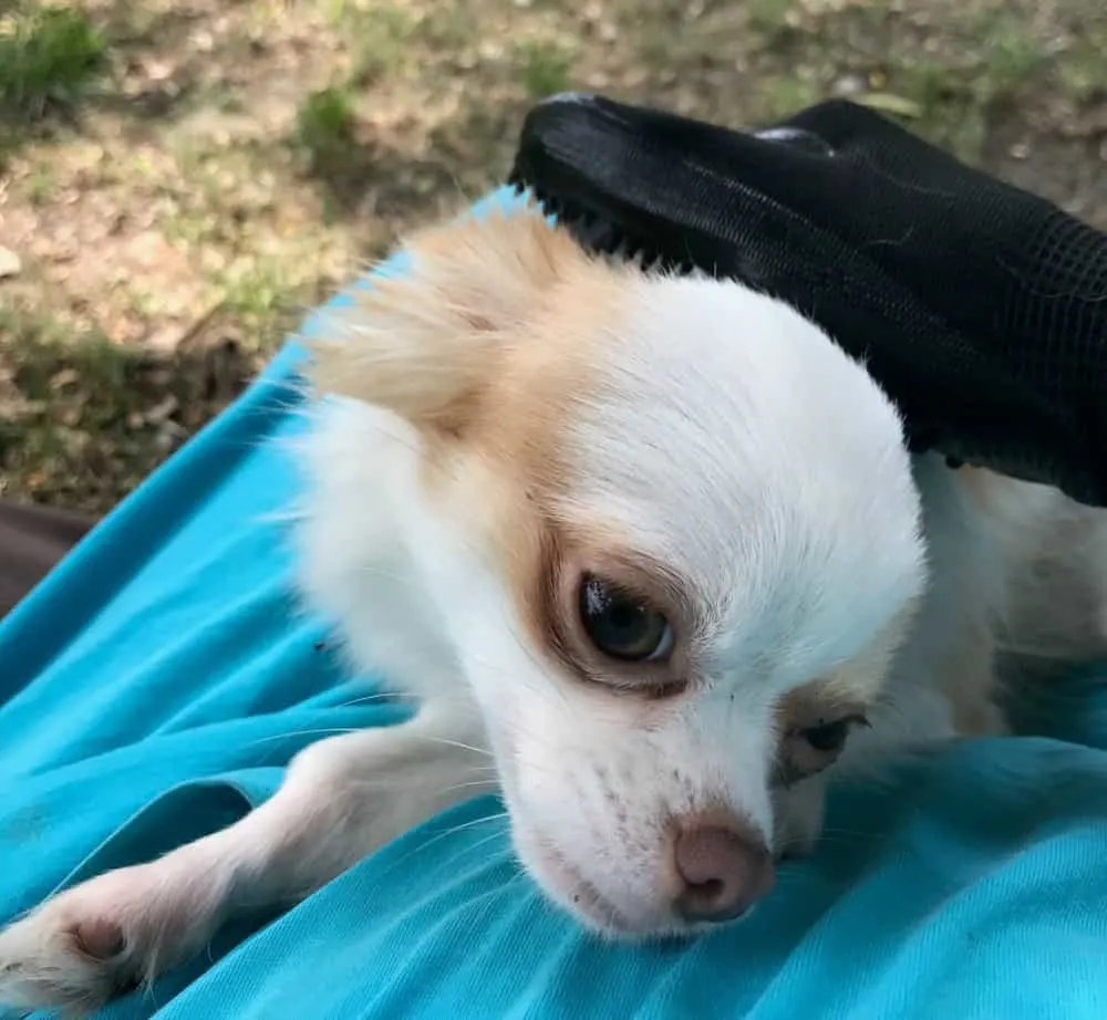 chihuahua getting groomed with Petteasey Grooming Gloves