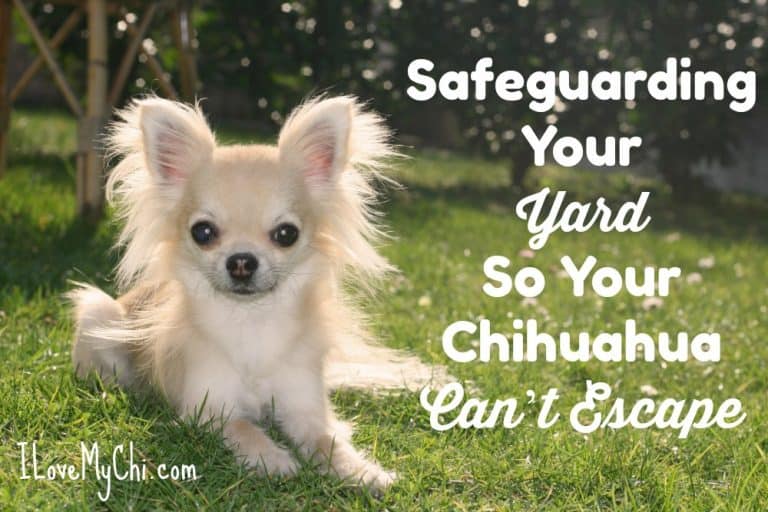Long hair chihuahua sitting in grass.