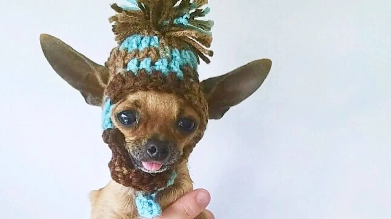 chihuahua wearing knitted hat
