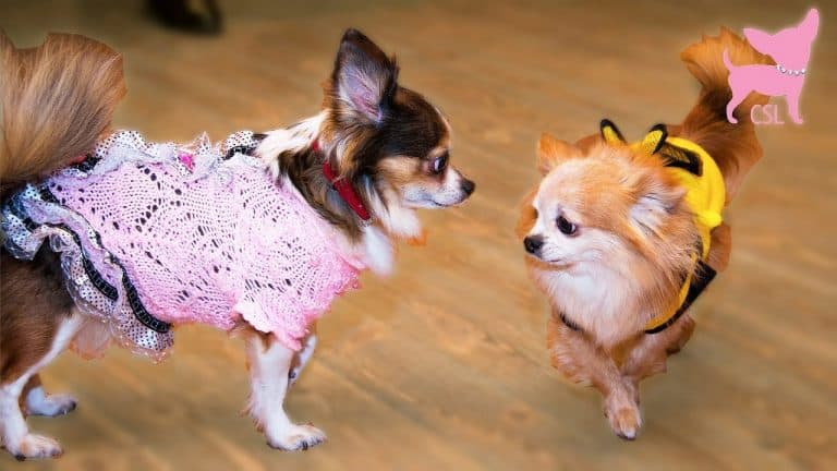 2 chihuahuas looking at each other