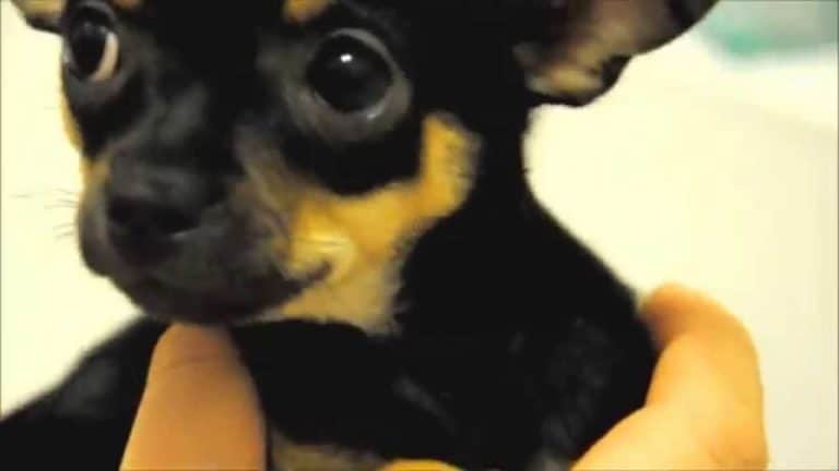 closeup of dark chihuahua